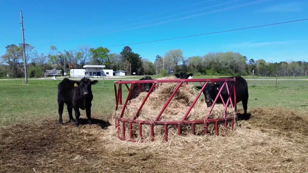 Experience the impact of Tuskegee University’s agricultural outreach as innovation, education, and community engagement come together to support farmers, families, and sustainable food systems.