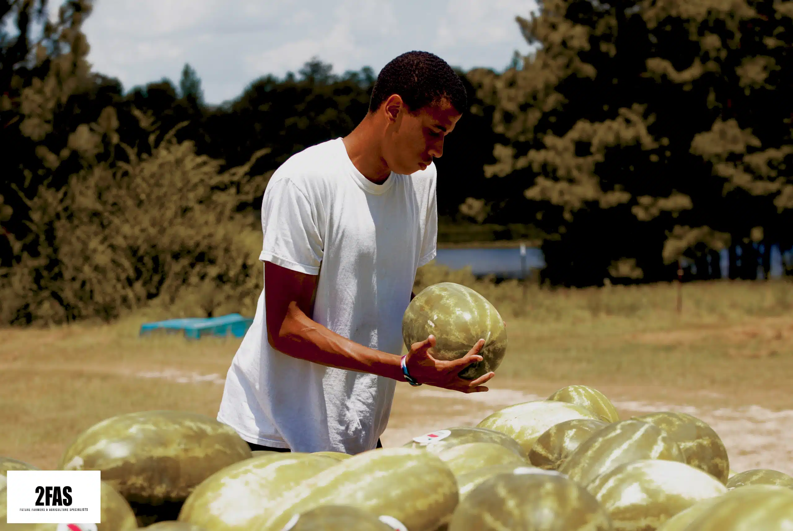 2FAS participant examining harvested watermelons