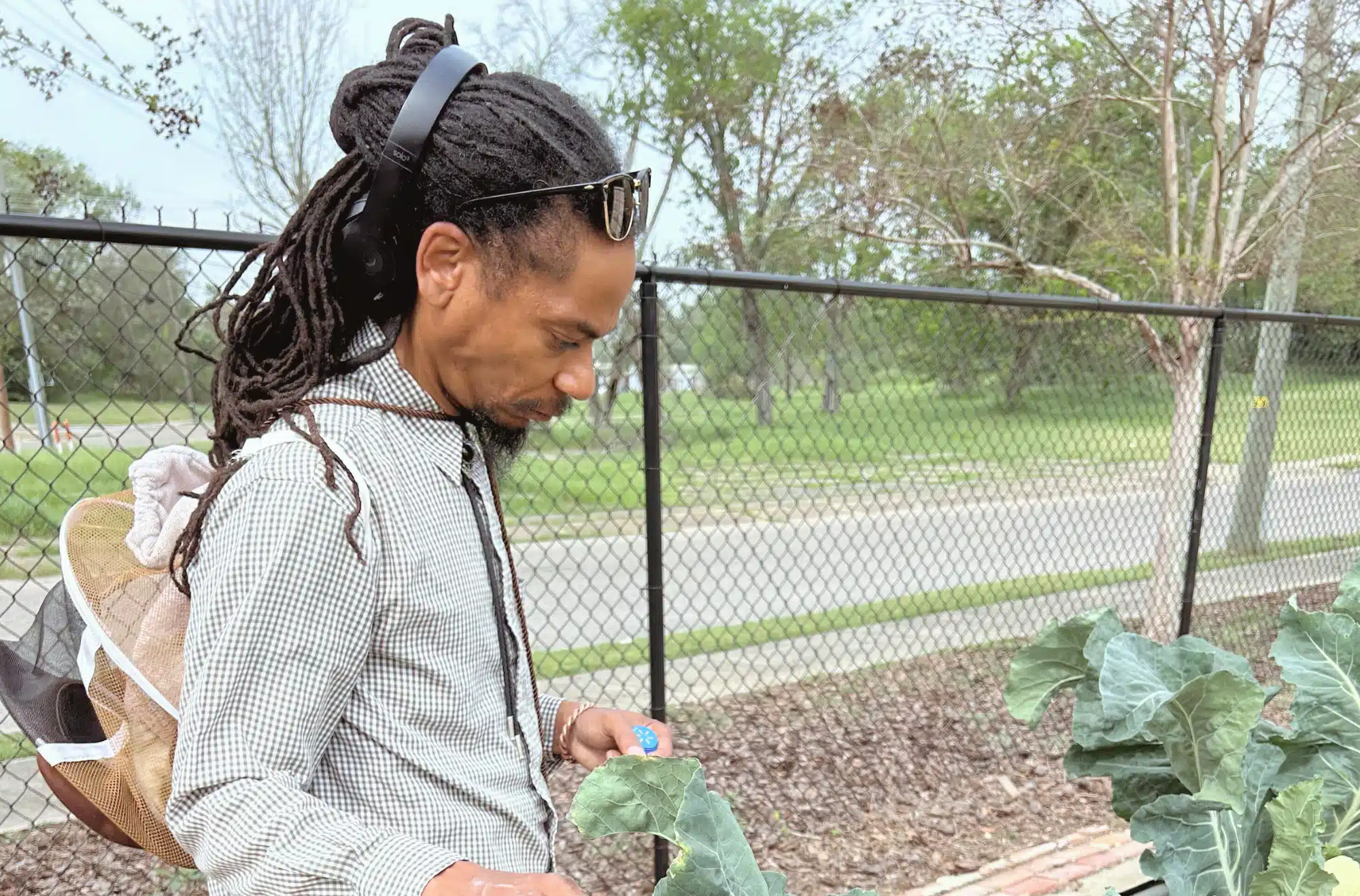 Community grower inspecting a leafy vegetable crop