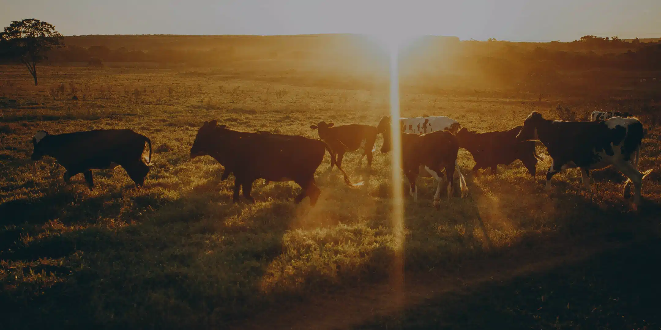 Cattle grazing at sunset — Black Belt Meat Summit 2027